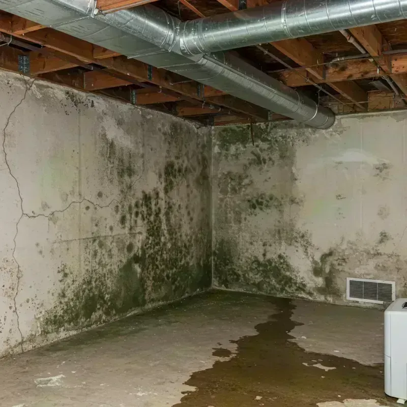 Professional Mold Removal in Summers County, WV